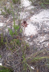 Drimia salteri