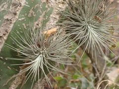 Viridantha