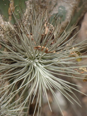 Viridantha