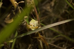 Schistocerca piceifrons