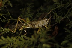 Schistocerca piceifrons