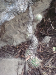Mammillaria scrippsiana