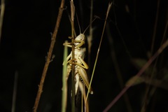 Schistocerca piceifrons