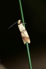 Heteroteucha anthodora