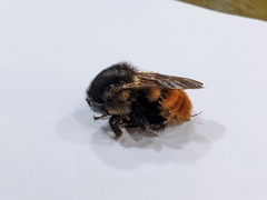 Bombus bicoloratus