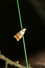 Heteroteucha anthodora