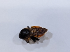 Bombus bicoloratus