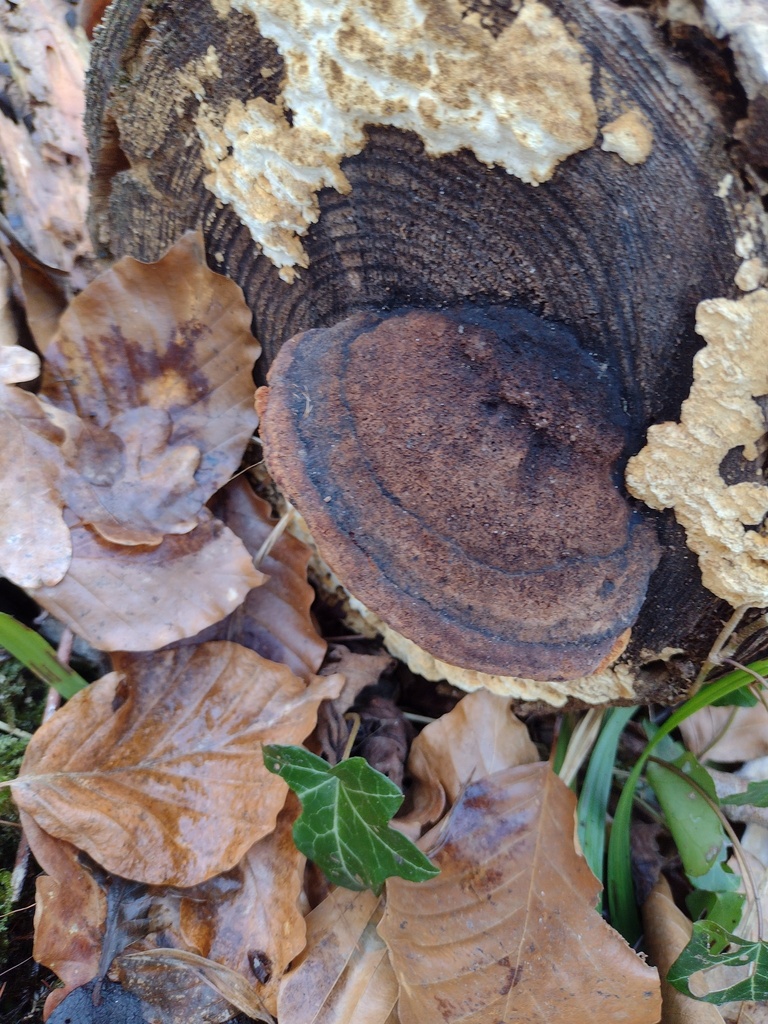 Osmoporus odoratus · March 2026 · photo: © bagli (iNaturalist, cc0)