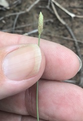 Fimbristylis polytrichoides