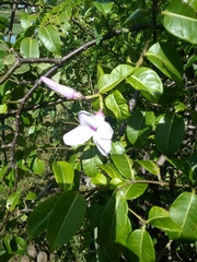 Cryptostegia