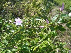 Cryptostegia