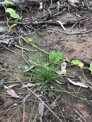 Fimbristylis polytrichoides