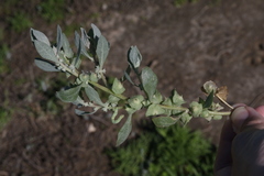 Atriplex lindleyi