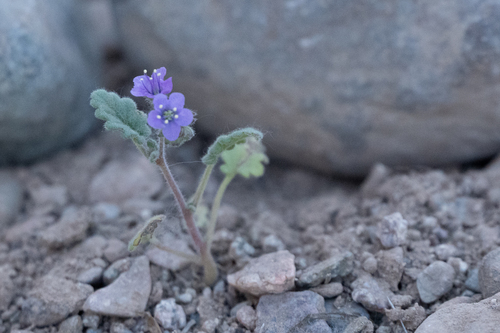 Mangas Spring Phacelia (Phacelia bombycina)