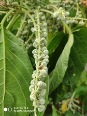 Claoxylon indicum