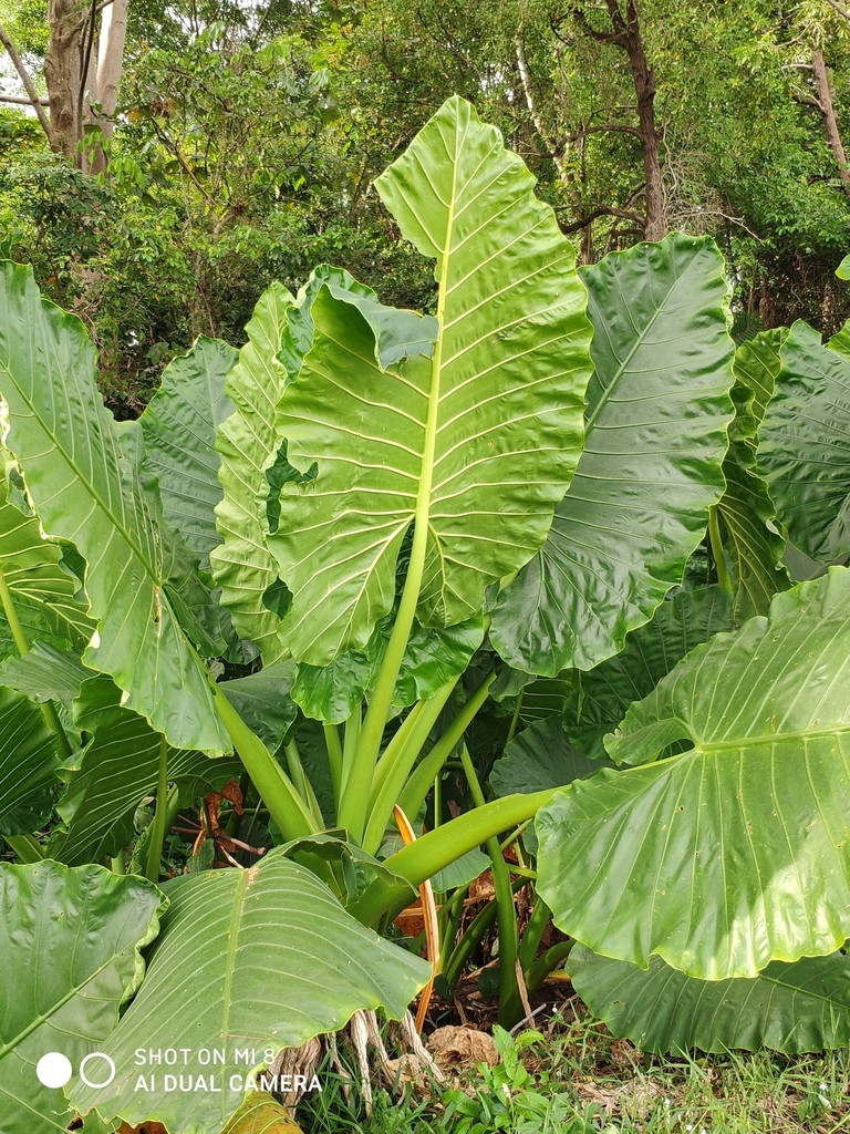 Alocasia macrorrhizos