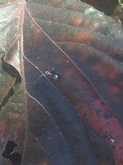 Polyrhachis