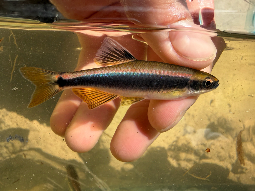 Lowland Shiner