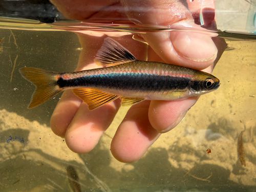 Lowland Shiner