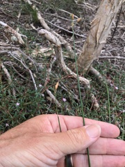 Fimbristylis ferruginea