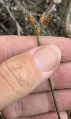 Fimbristylis ferruginea
