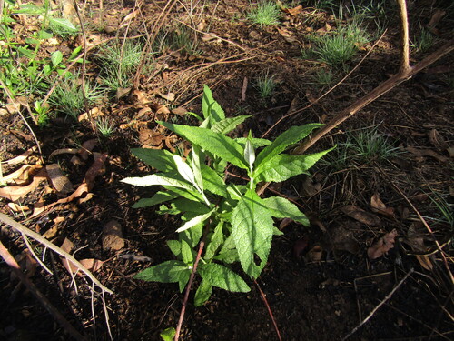 Orange-Ball-Tree (Buddleja globosa)
