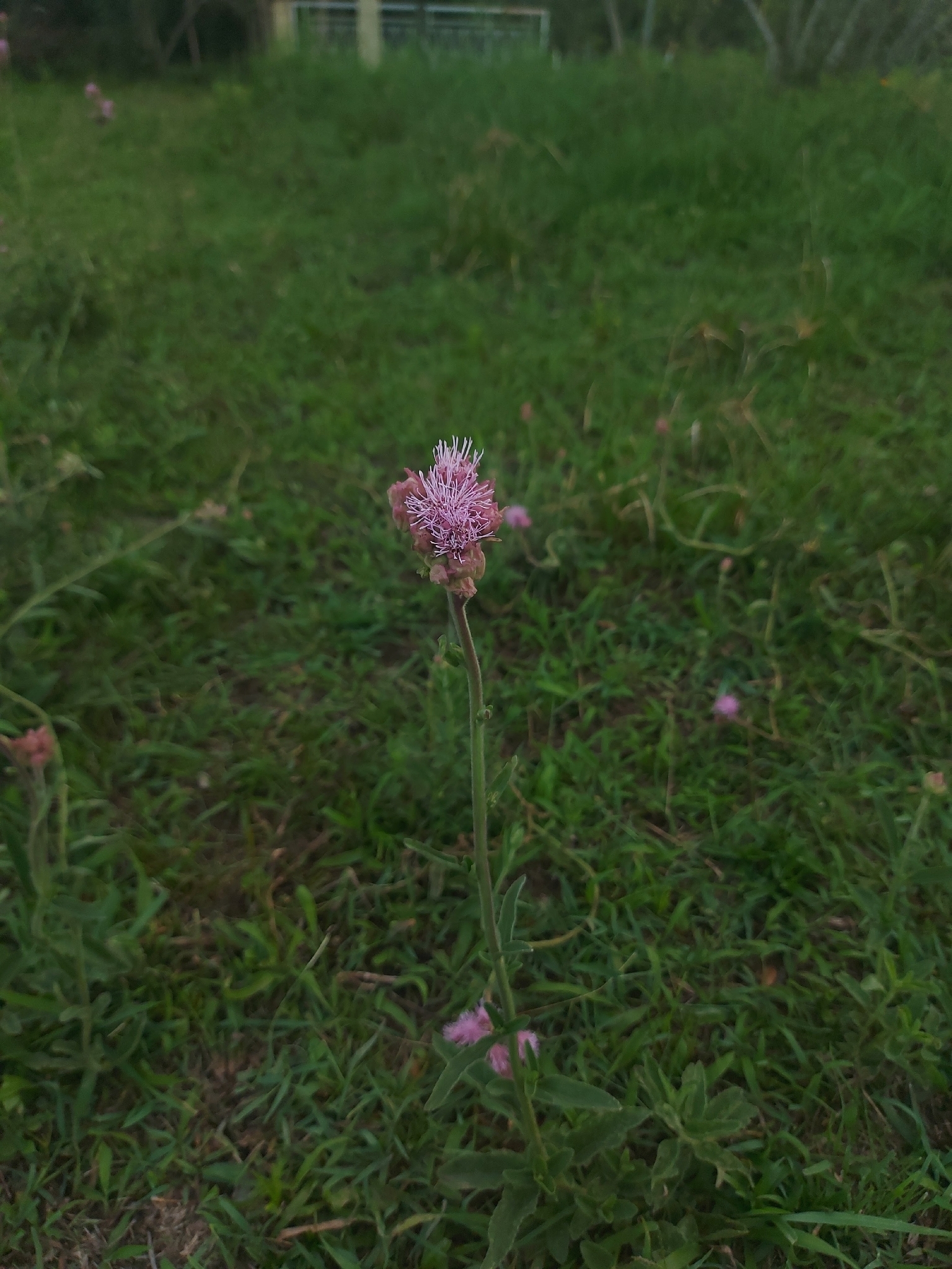 Campuloclinium macrocephalum