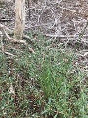 Fimbristylis ferruginea