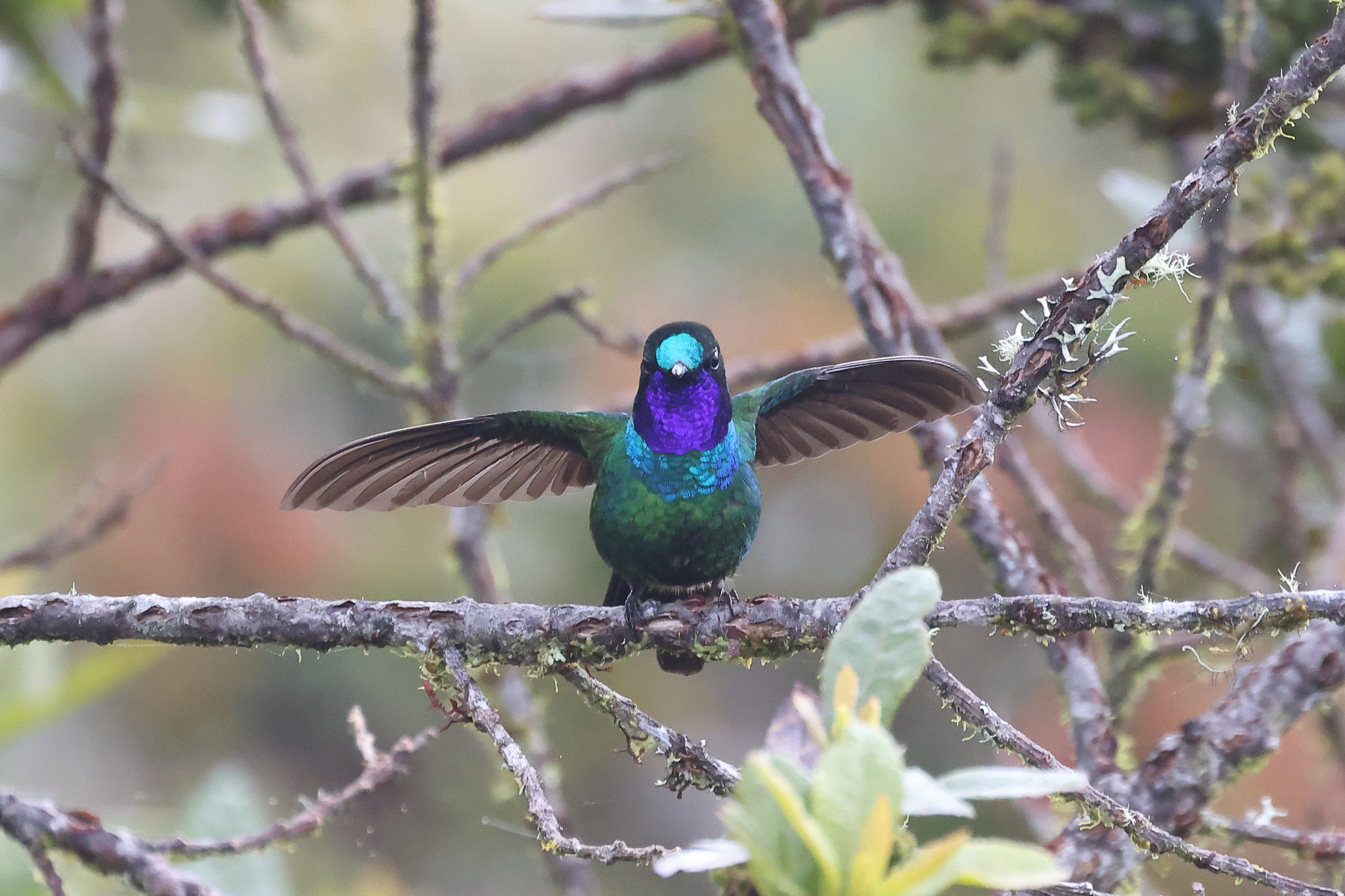 Purple-throated Sunangel (Heliangelus viola), photo 2