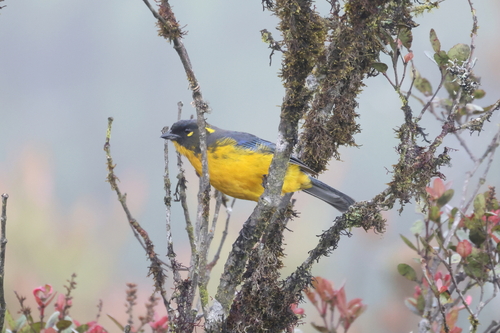 Lacrimose Mountain Tanager (Anisognathus lacrymosus), photo 3