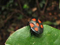 Brachystethus rubromaculatus