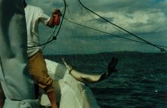 Atractosteus tropicus