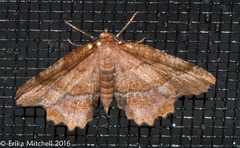 Cepphis armataria