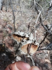 Dictyanthus