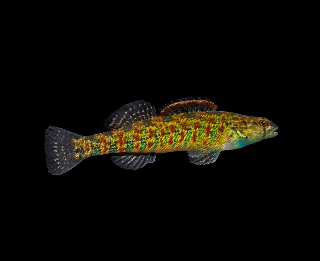 Christmas Darter