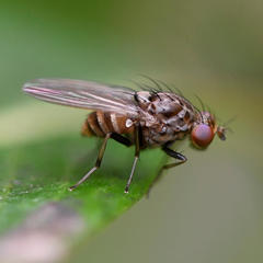 Minettia maculithorax