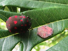 Pachycoris