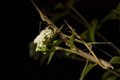 Microcoema acuminata