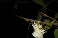 Microcoema acuminata
