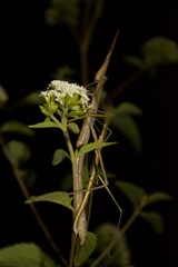Microcoema acuminata