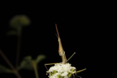 Microcoema acuminata