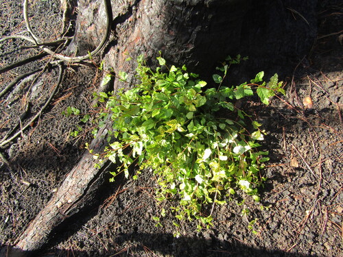 Roble Beech (Nothofagus obliqua)