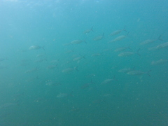 Caranx caballus