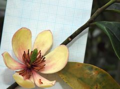 Magnolia figo