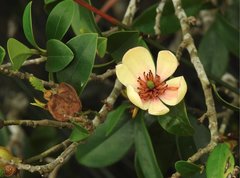 Magnolia figo