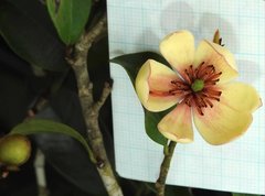 Magnolia figo