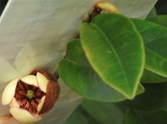 Magnolia figo