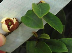 Magnolia figo