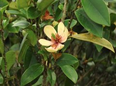 Magnolia figo