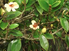 Magnolia figo